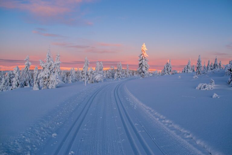 Snow-covered trees at sunset