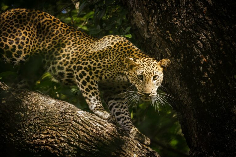 A Sri Lankan leopard on a branch