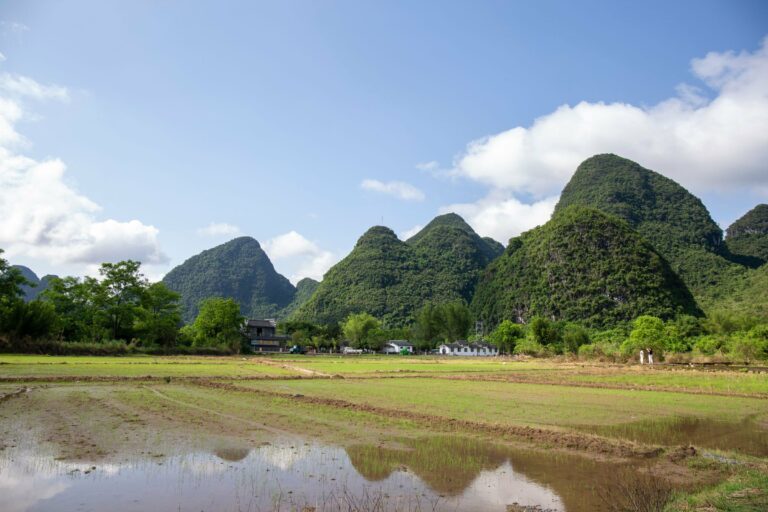 Rice fields below the karst peaks of Yangshuo