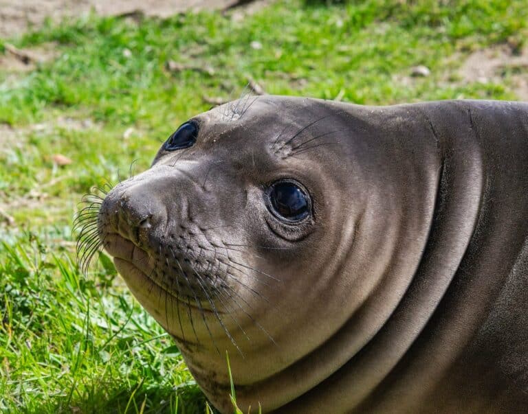 A young elephant seal resting on grass