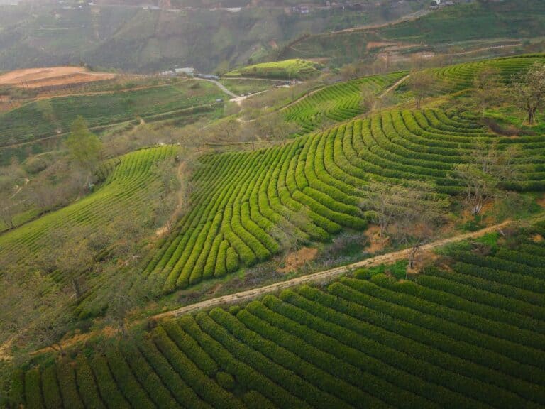 Terraced tea fields in Yunnan, China