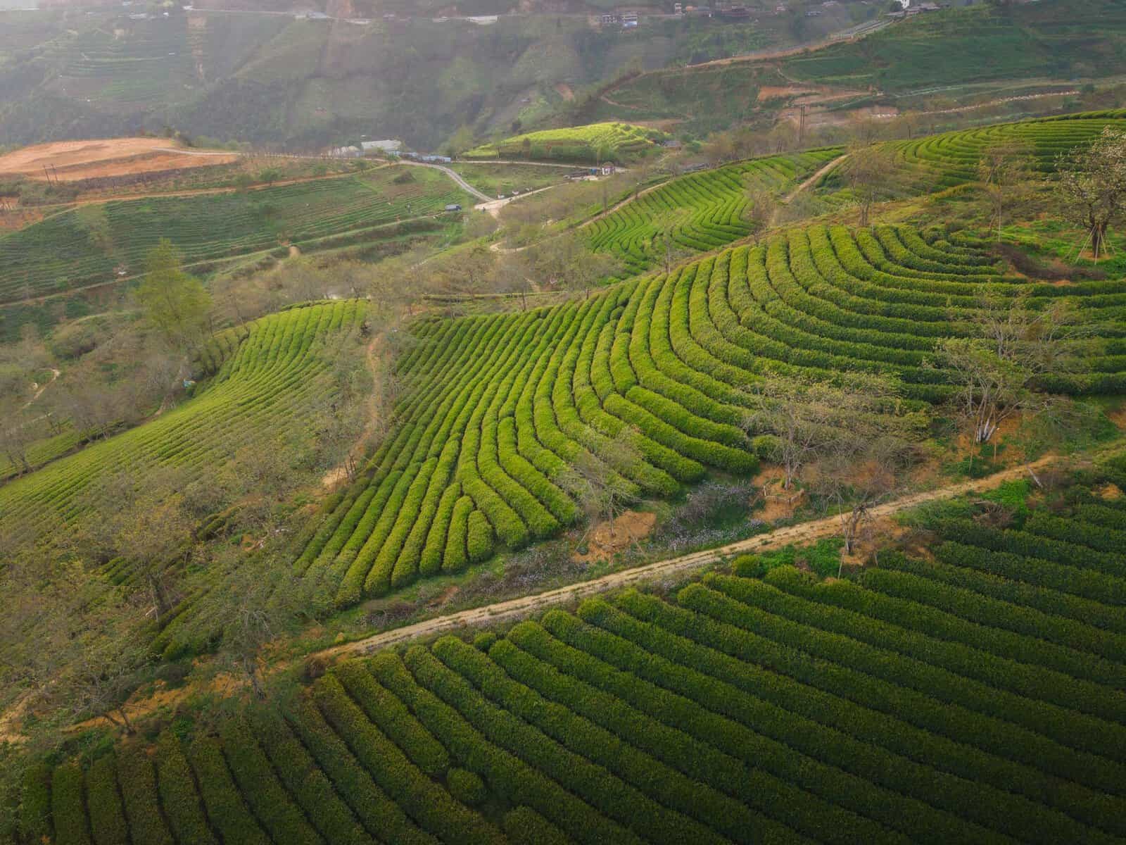 Terraced tea fields in Yunnan, China