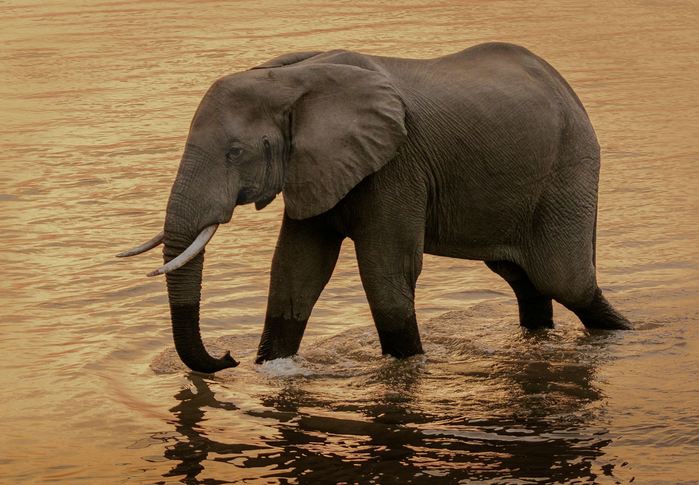 An elephant crossing a river in Zambia