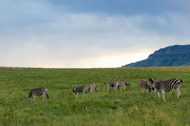 Zebras grazing on grassland below the hills
