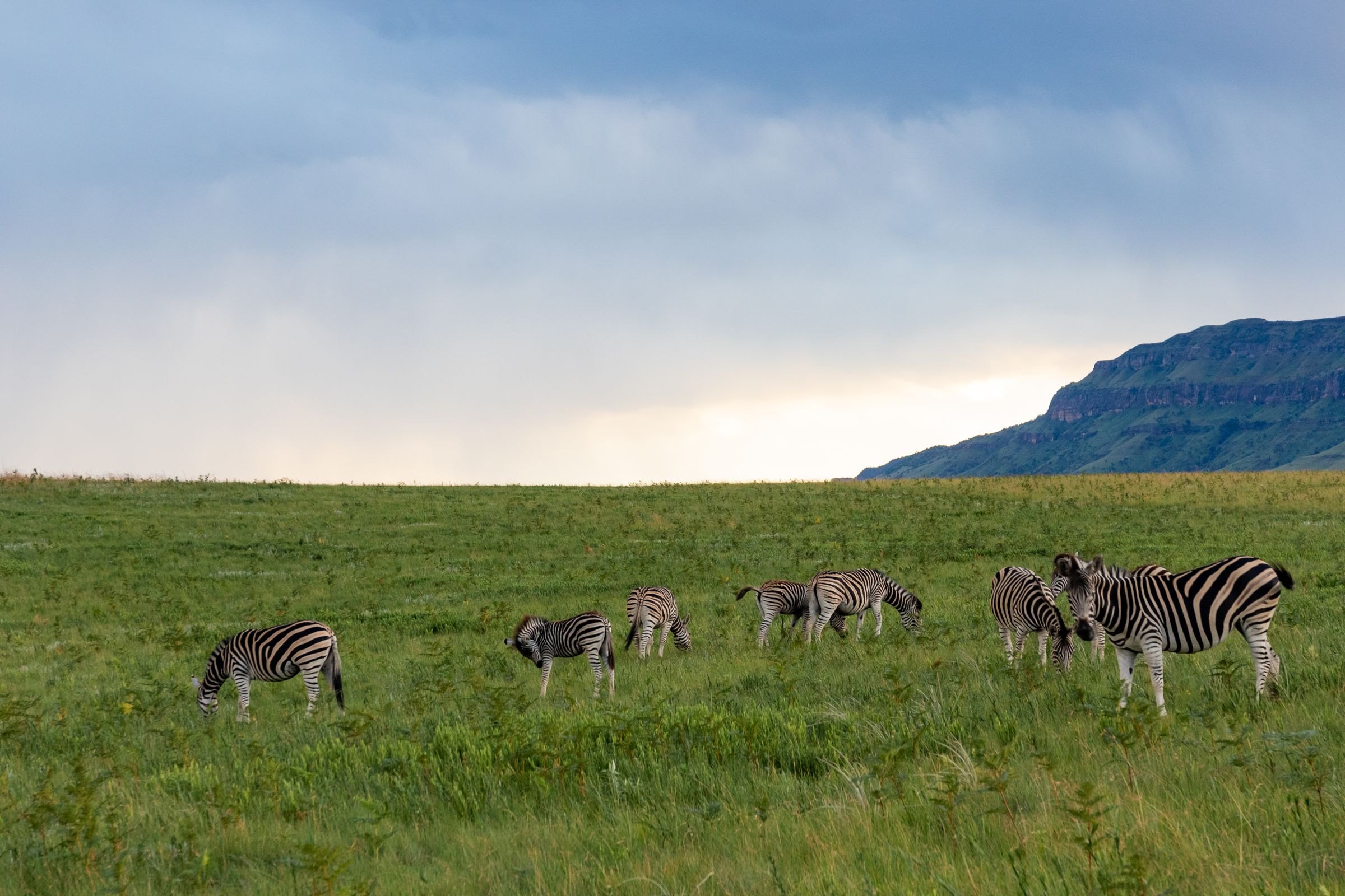 Zebras grazing on grassland below the hills