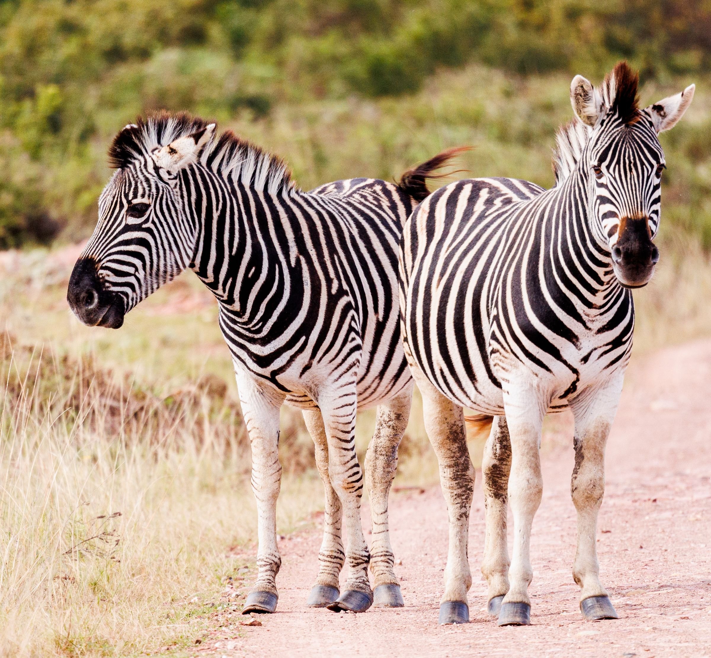 Two zebras on a dirt track
