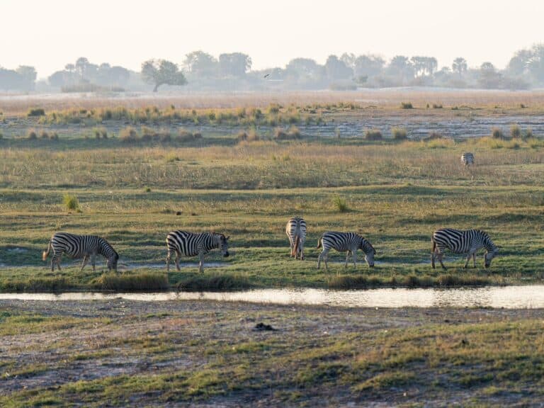 Zebras grazing by the water on an African floodplain