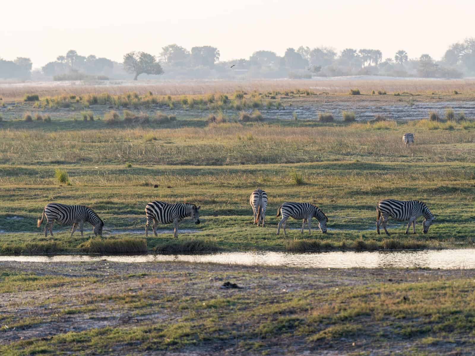 Zebras grazing by the water on an African floodplain