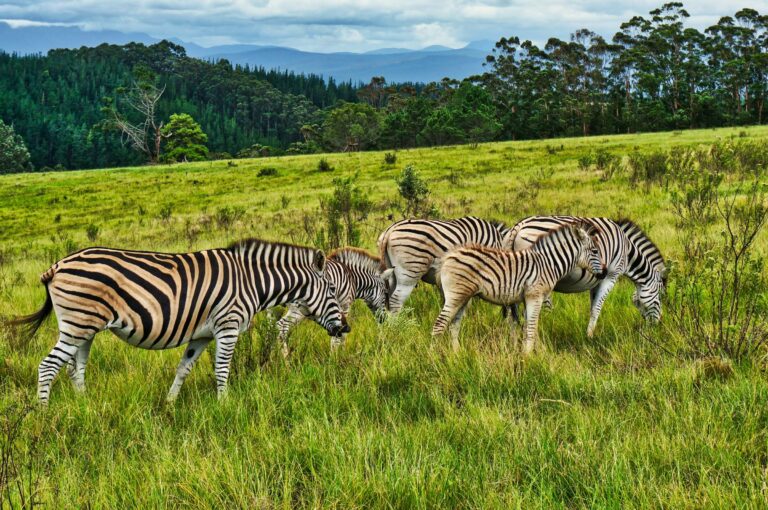 Zebras grazing on grassland in South Africa