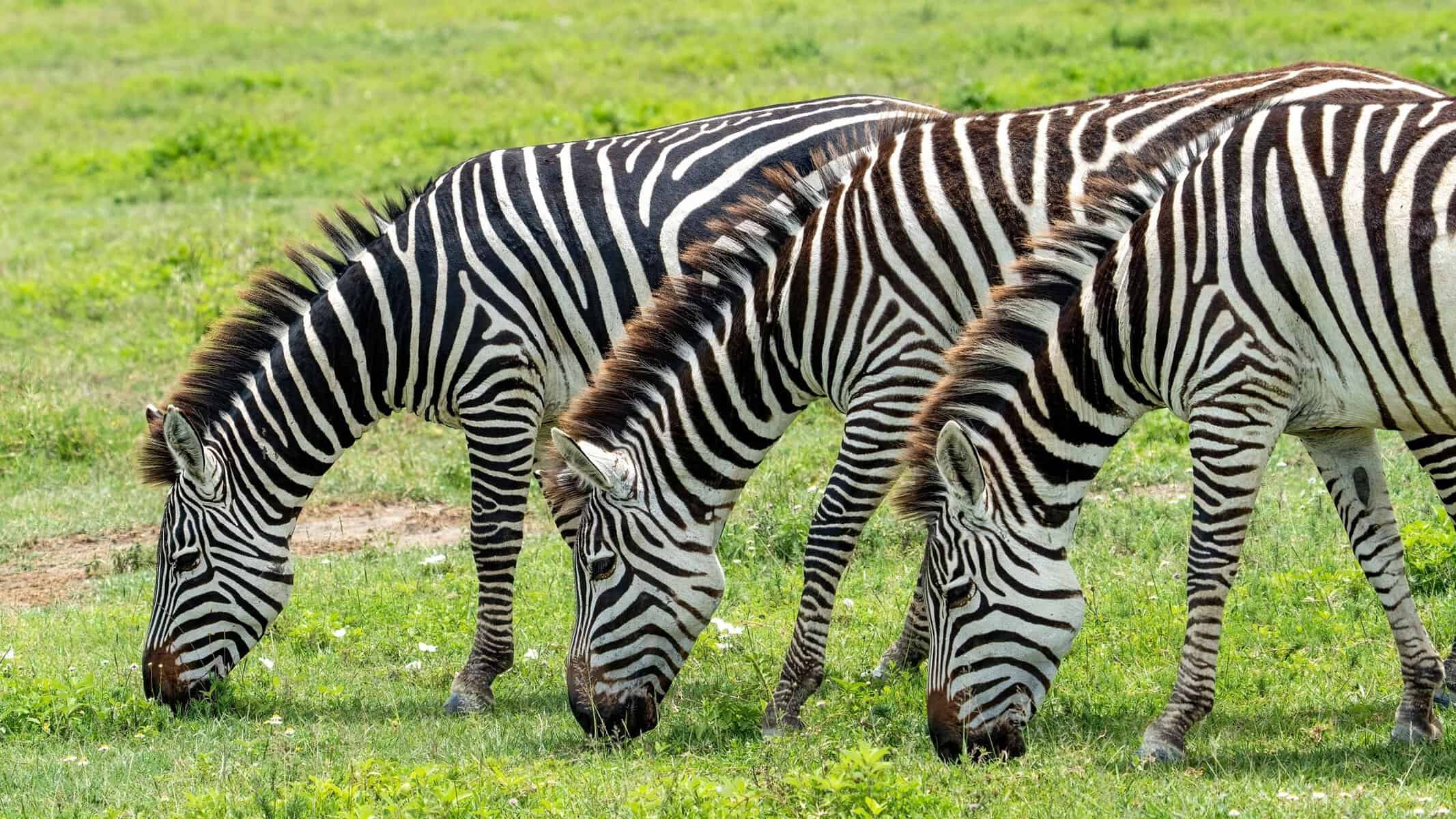 Three zebras grazing on green grassland