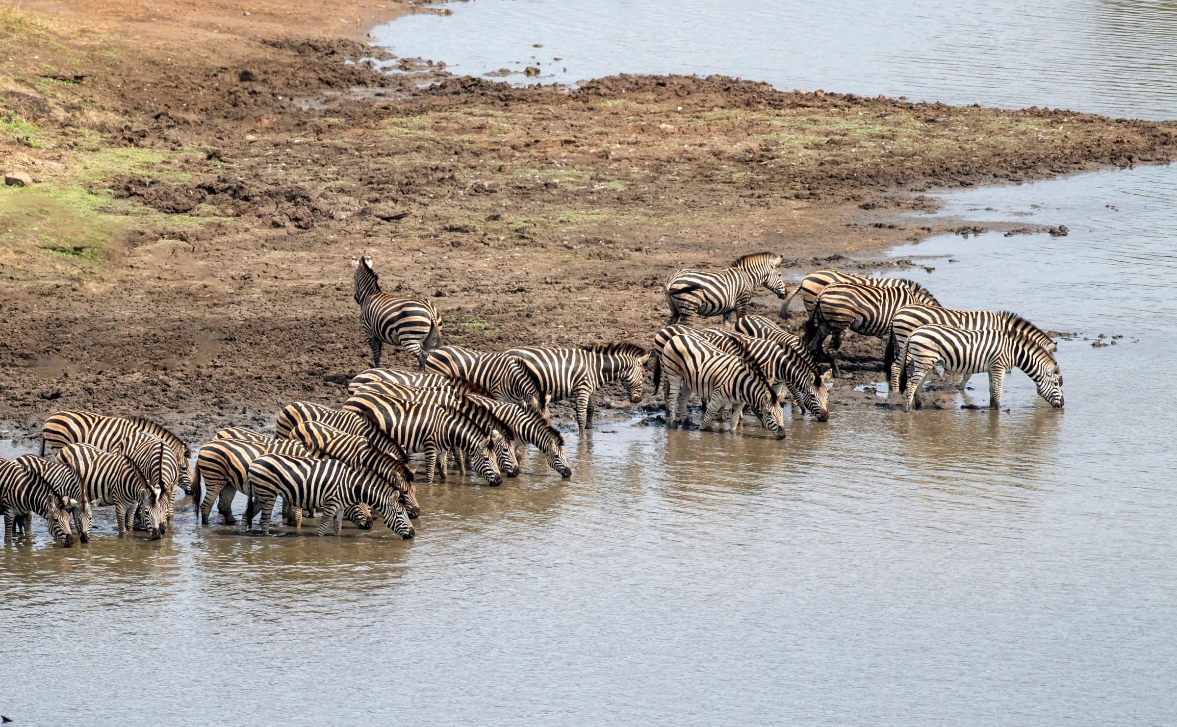 Zebras at a waterhole